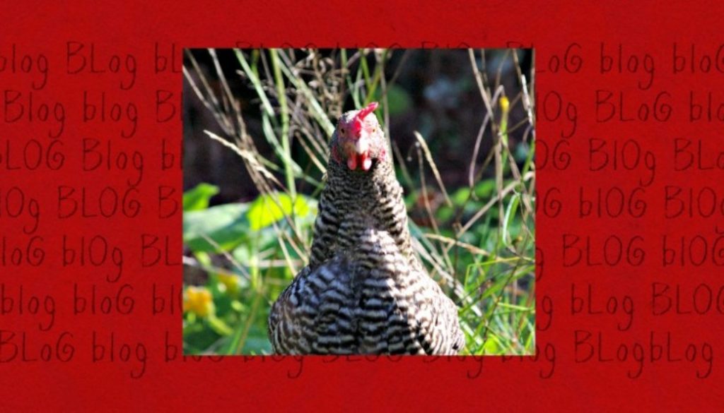 chicken header